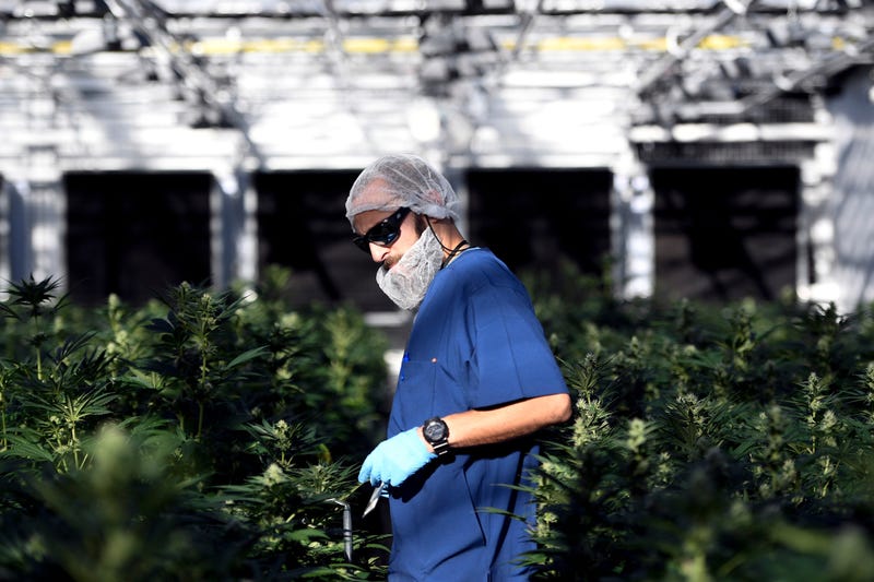 NJ Marijuana