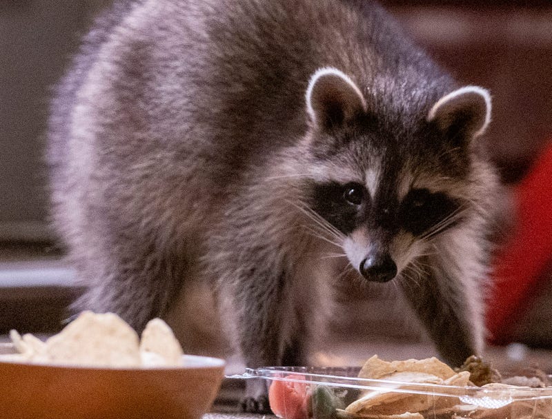 Raccoon Steals Eastside Couple's Pride Flag