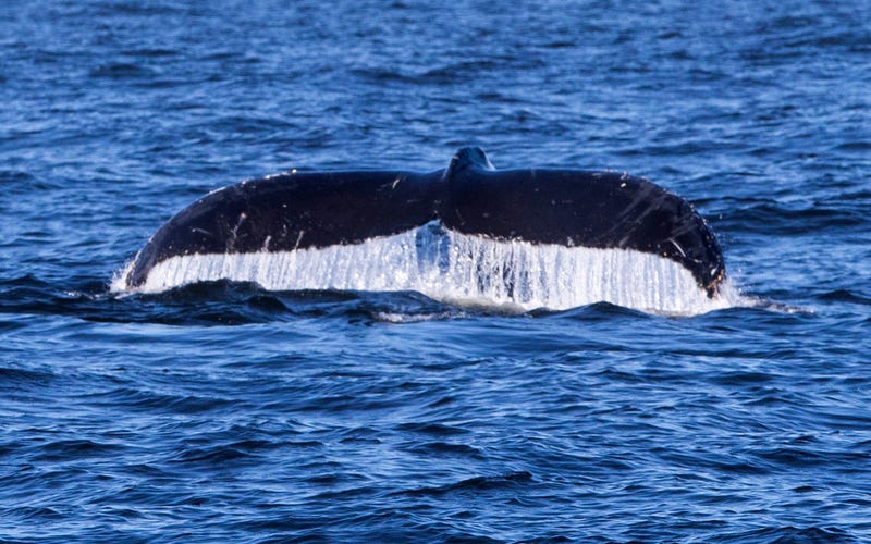whale