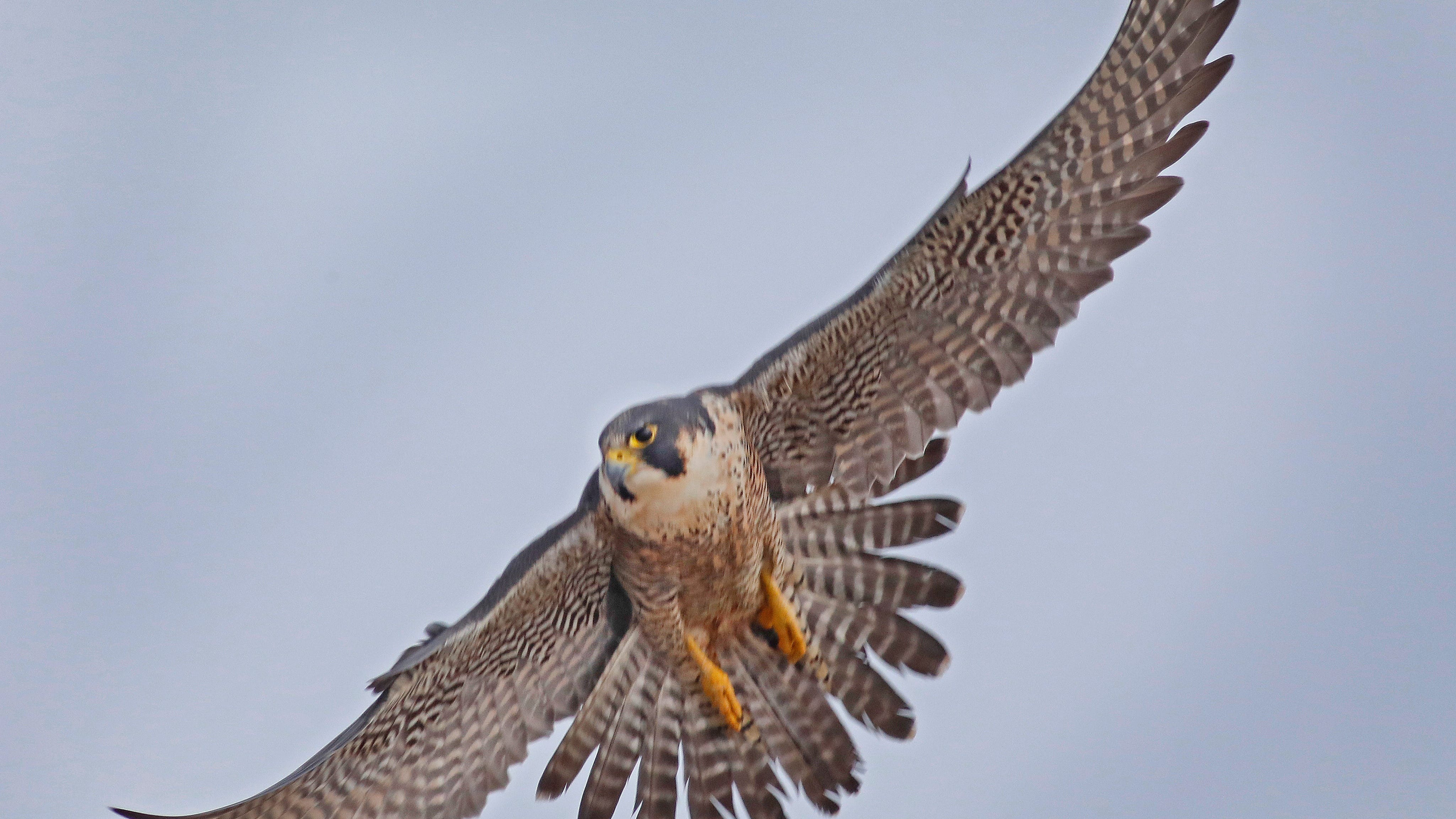 UC Berkeley's newest internet-famous falcon officially has a name