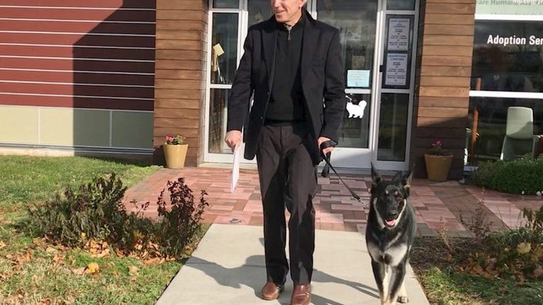 German shepherds in spotlight after White House 'incident'