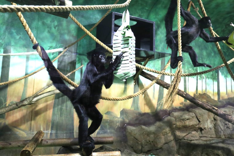Someone's Pet Primates Are Having A Ball In Cincinnati