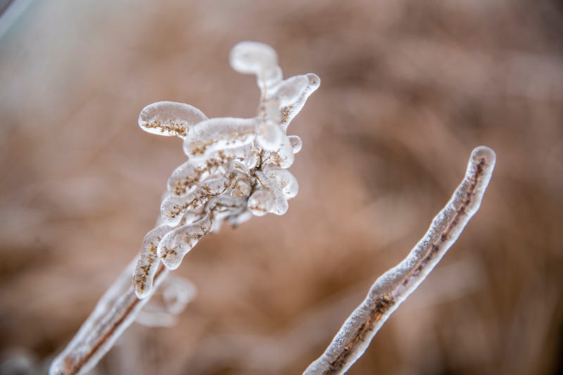 Frozen ice on plant