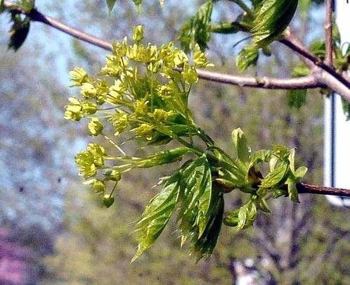Trees of all persuasonare coming to life again and releasing pollen. Allergy 3