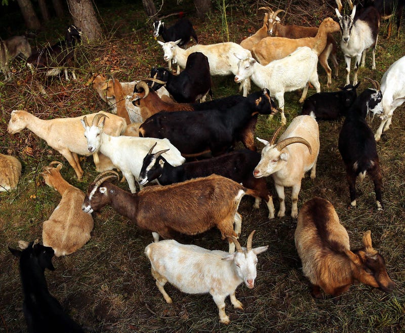 Goats Beautify This Ohio Town.