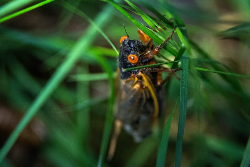 Ohio Woman Has Made A "Cicada Shield" To Protect You