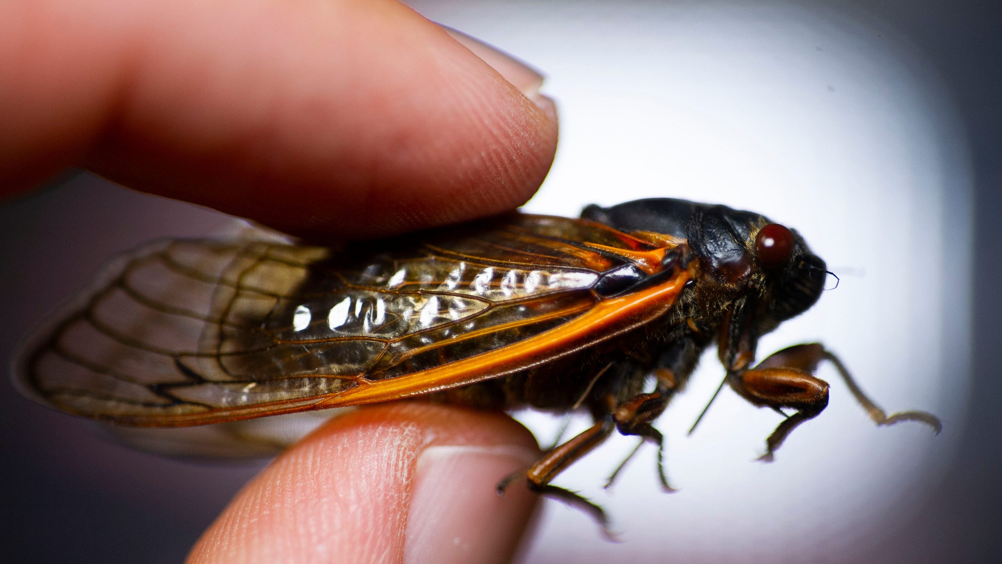 Brood X cicadas are making some noise during national heat wave, no pun intended