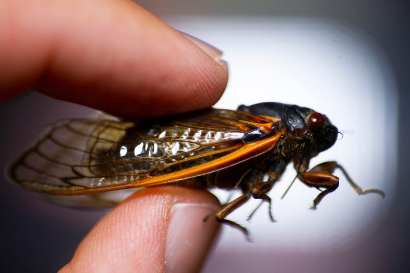 Cicada