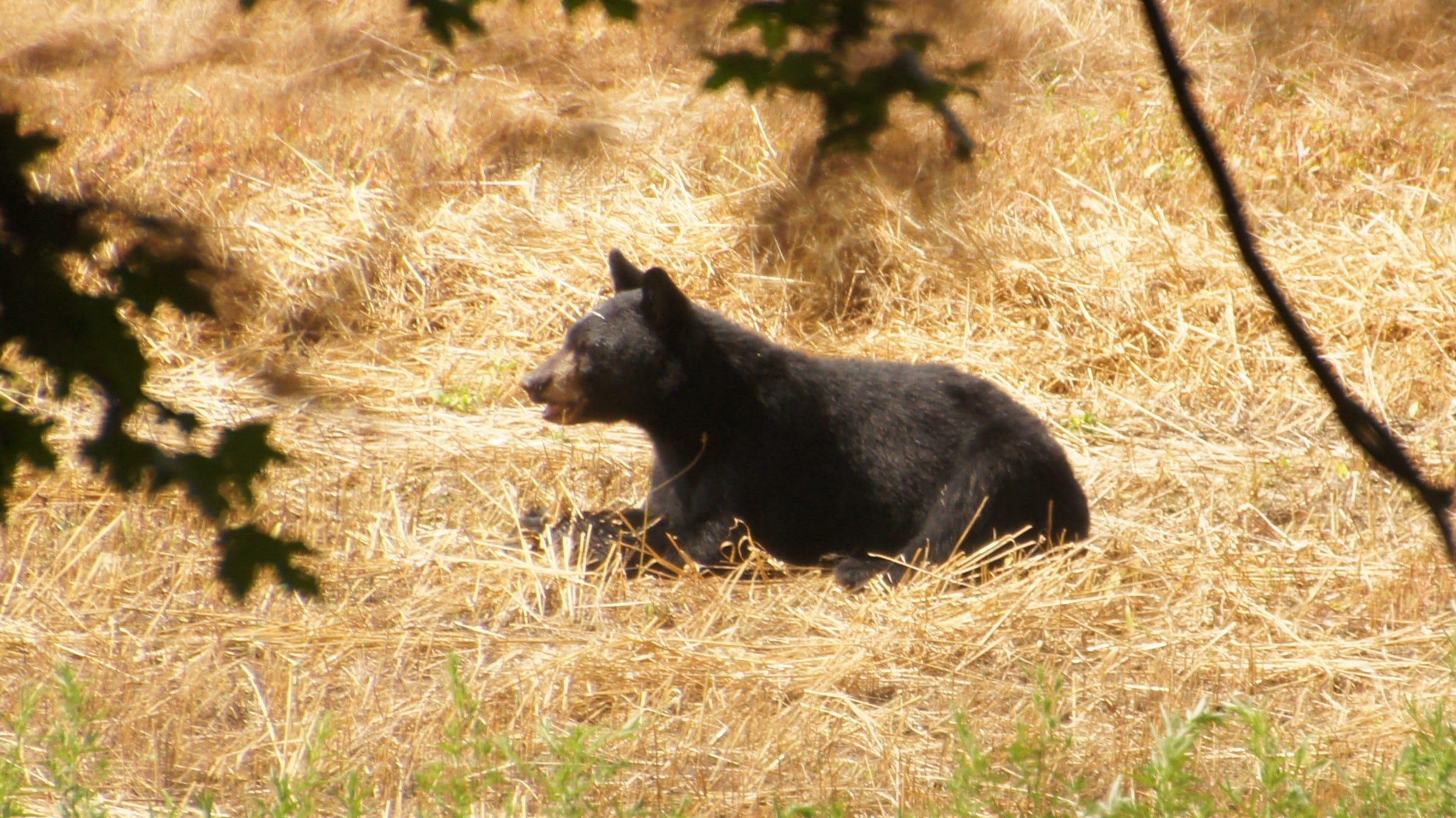 NJ governor: ‘No bear hunt this year. Period’