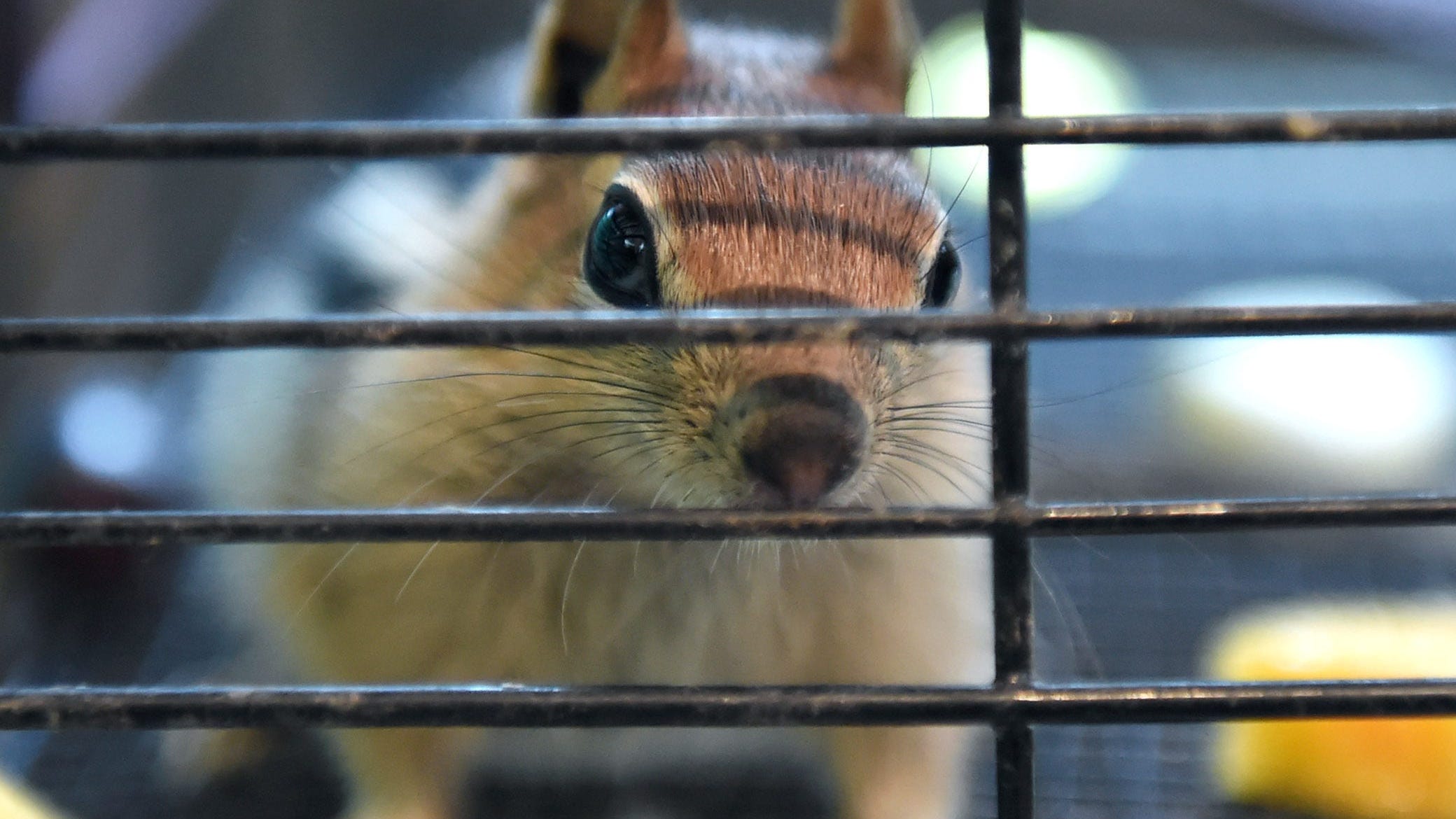Plague-infected chipmunks prompt Lake Tahoe closures