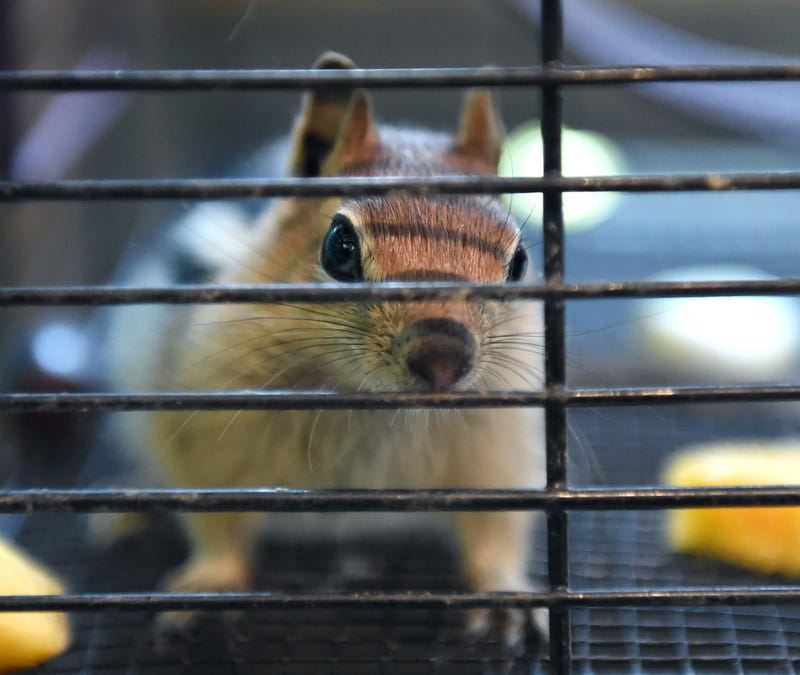 A chipmunk peeks out of its cage at Lake Tahoe Wildlife Care in South Lake Tahoe.