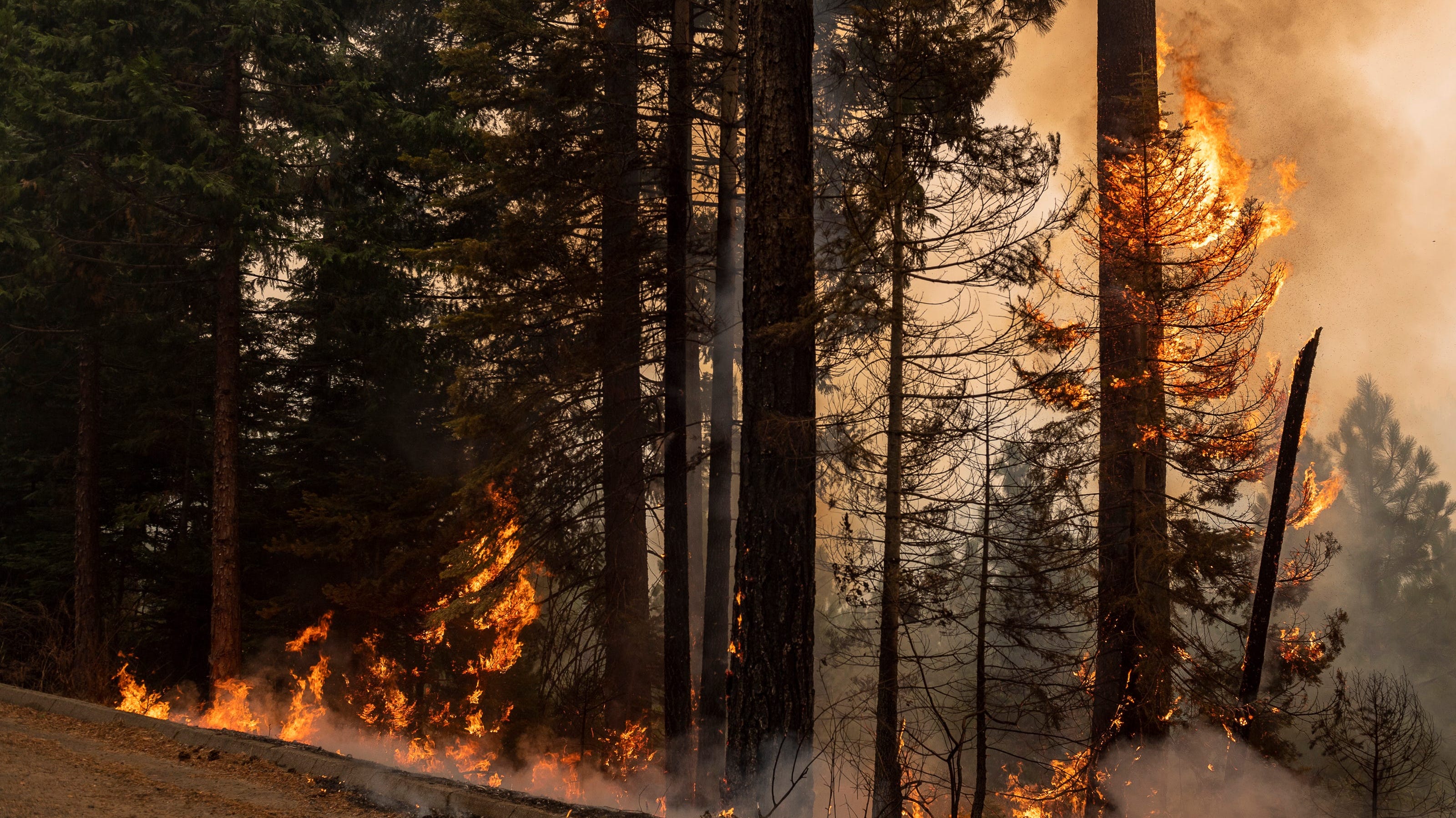 Caldor Fire threatens nearly 7K structures, sends 500 animals to shelters