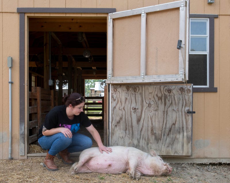 Punch The Cow To Live At Happy Trails Animal Sanctuary