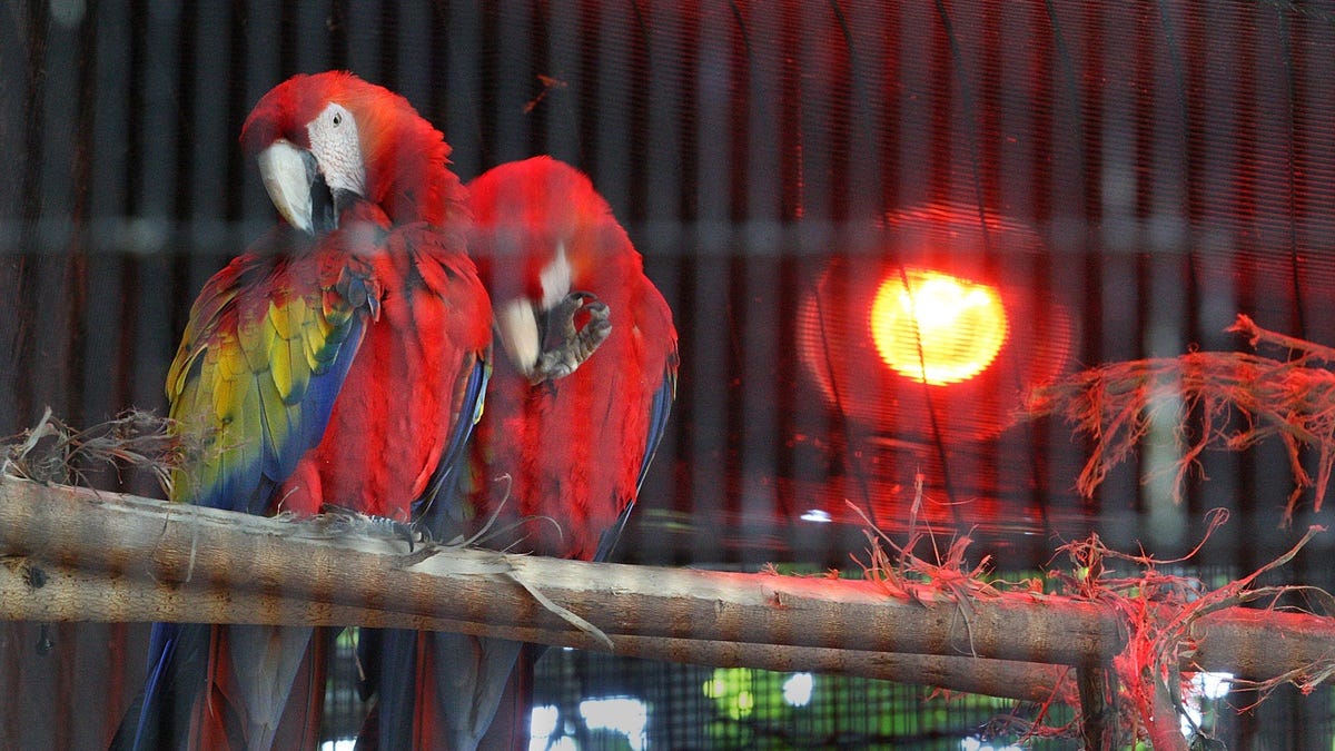 Zoos hiding birds as avian flu spreads in North America