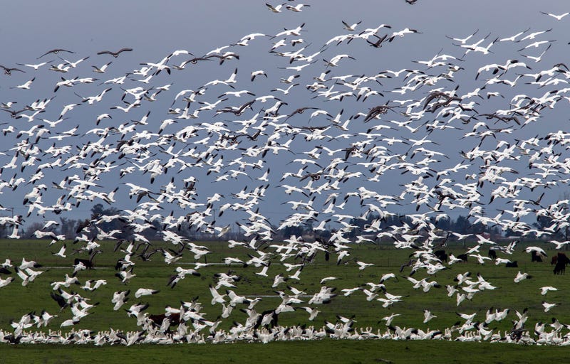Loveland, Ohio Man Secretly Shot Fireworks For Geese Problem