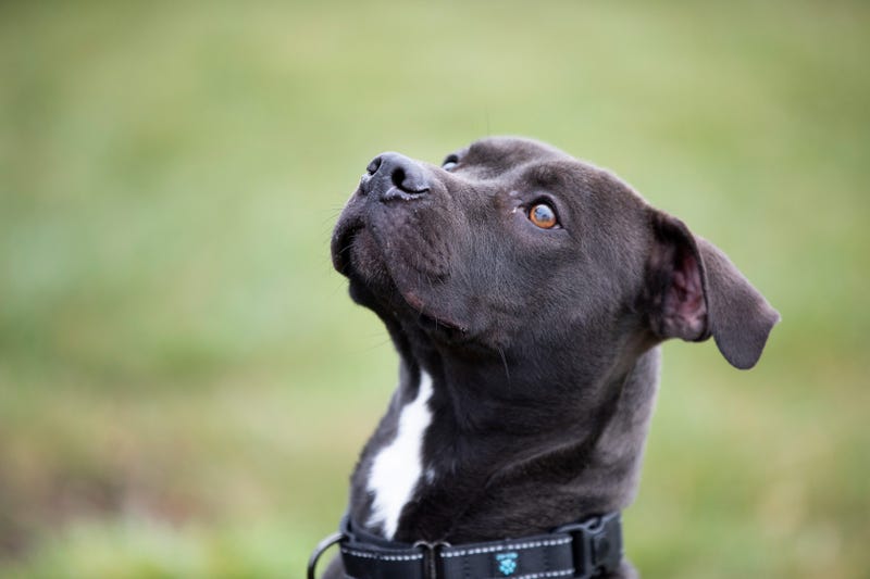 City leaders in Grosse Pointe Shores voted to approve a breed-specific ban against pitbull-type dogs on Tuesday evening, months after a vicious dog attack prompted the discussion.