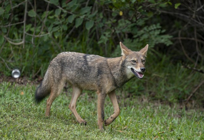 Akron Zoo Implements Program For Coyotes In City Habitat