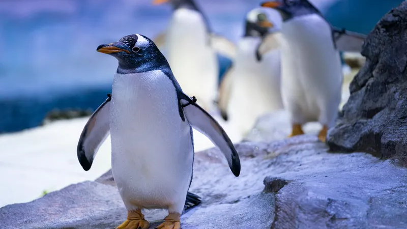 San Diego penguin gets his waddle back after being fitted for orthopedic footwear