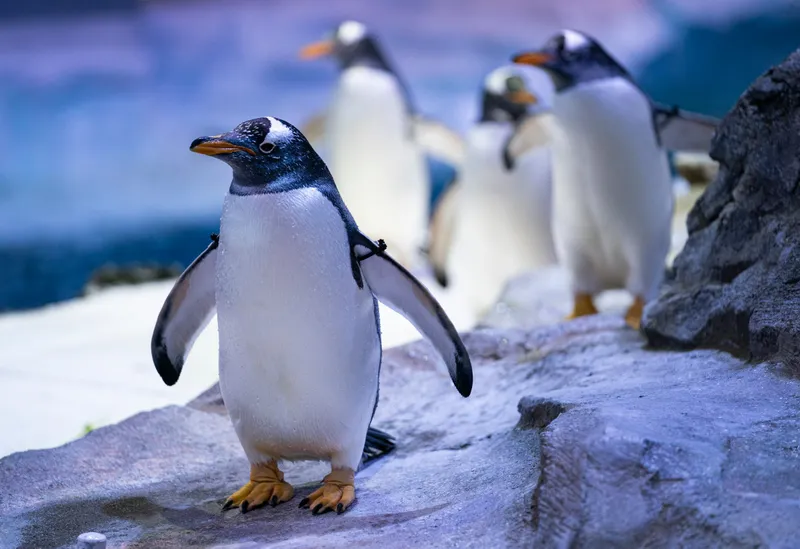 A colony of gentoo penguins waddles at the Polk Penguin Conservation Center in the Detroit Zoo.