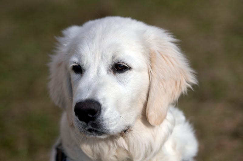 Family Dog Piper, Rescued By Next Door Neighbor In Ohio During Fire