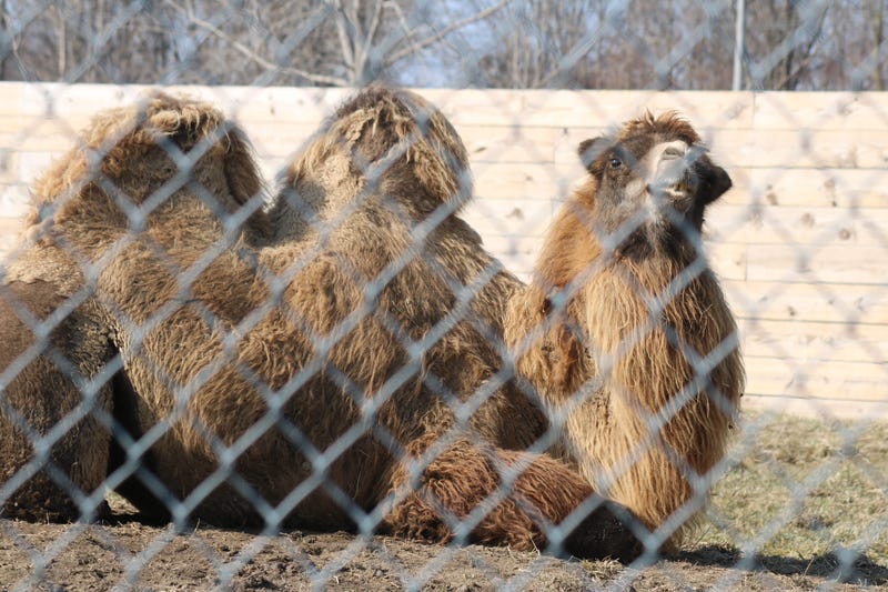African Safari Wildlife Park Has Big Plans In Port Clinton