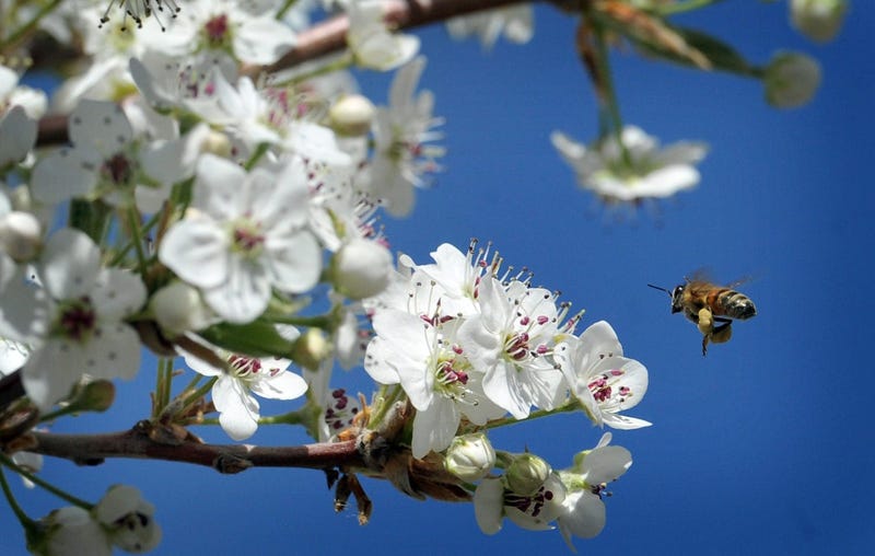 Ohio Bans Callery Pear Tree in 2023