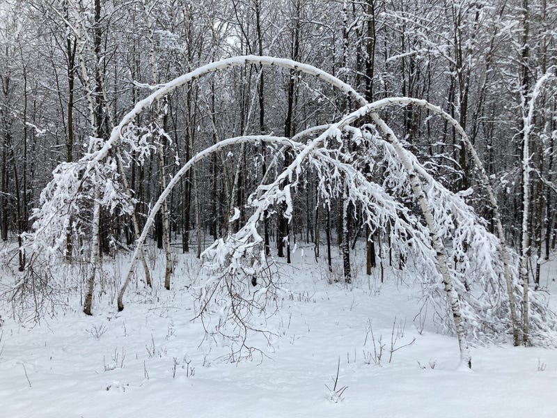 Heavy, wet snow weighs down birch trees during a snowstorm April 19, 2022 that caused thousands of power outages.