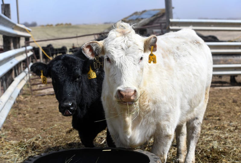Maryland Farm Offers Cow Cuddling Time