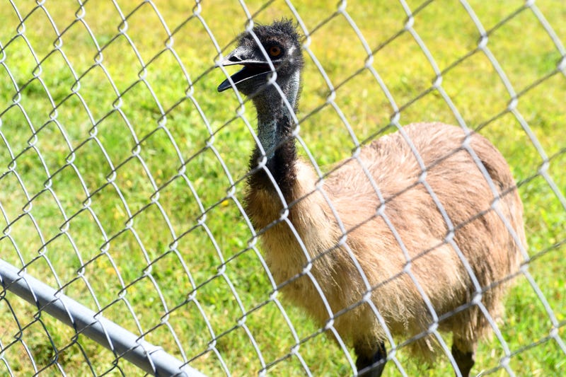 Adamsville PA Couple Had A Wedding Crashing Emu