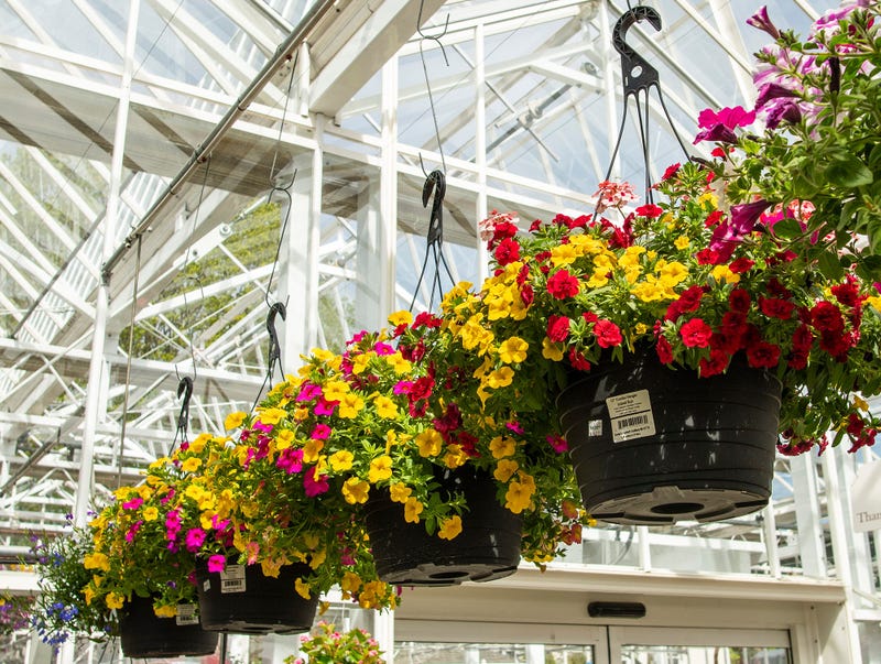 Potted Plants Stolen In Cincinnati Neighborhood