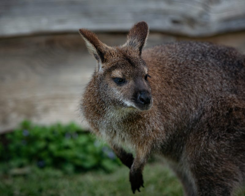 2 Possibly 4 Kangaroos Spotted In Brewster Ohio