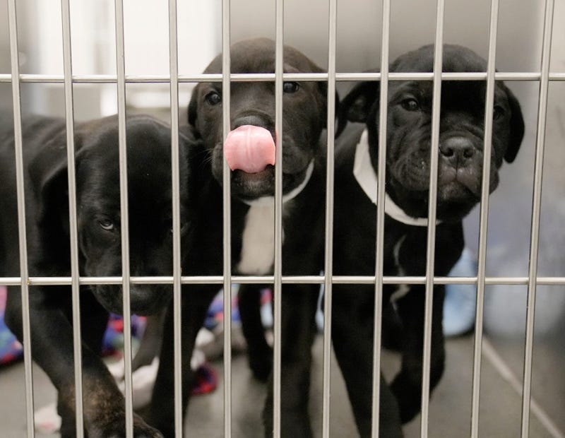Portage CTY Protective League Helps Abandoned Pups