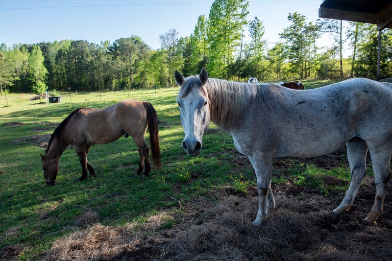 Horses Bust loose In North Ridgeville