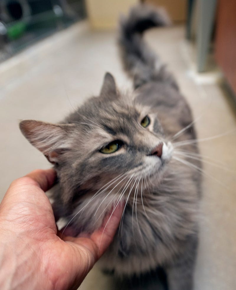 Woman Finds Her Lost Cat In Cuyahoga Falls