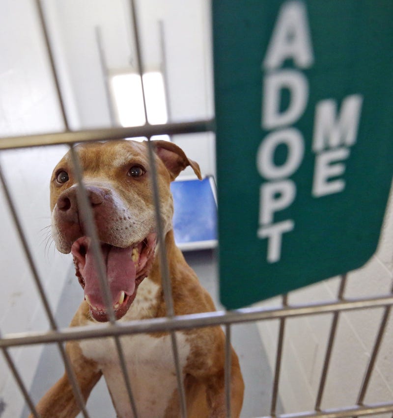 Handsome The Dog Awaits You At Wayne County Dog Kennel