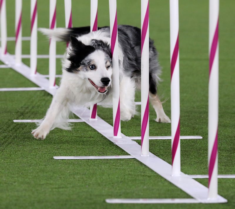 Border Collies Hired In NW Ohio To Chase The Geese
