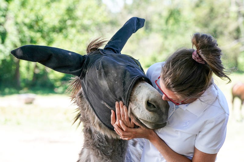 Monte The Singing Donkey Is A Hit On Tik Tok