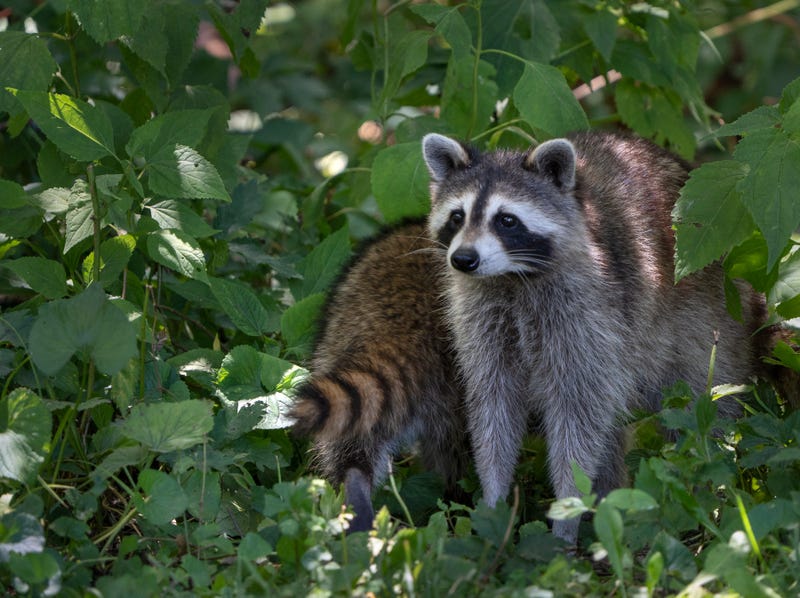Raccoon Steals Amazon Package In Aurora Ohio