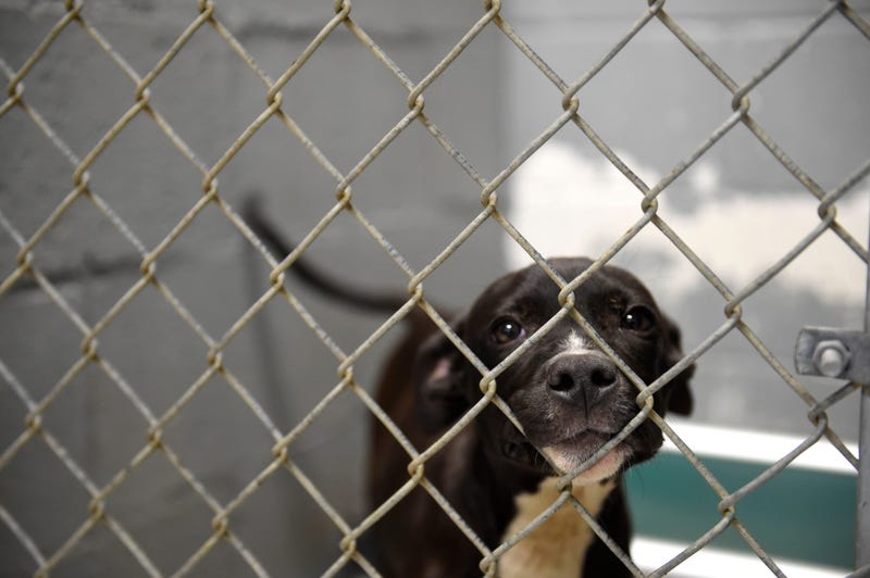 Texas Man Finds His Lost Dog In Florida After 7 Years