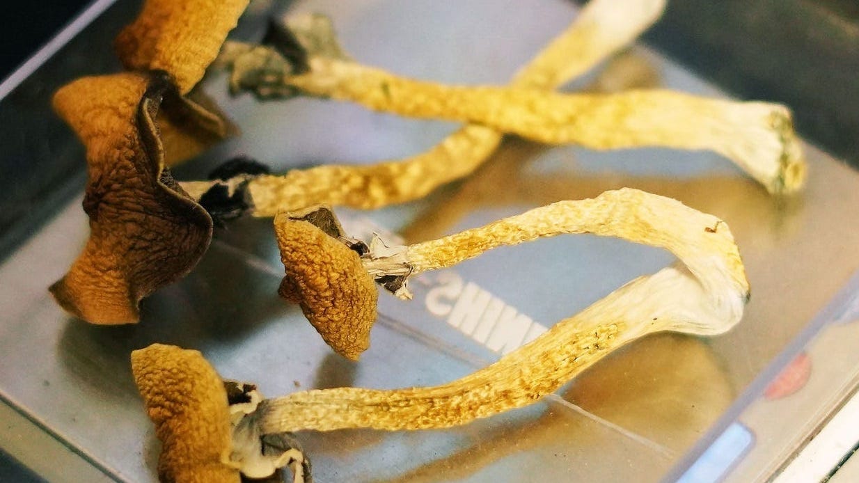 NYS legislators seek to decriminalize mushrooms, DMT, other hallucinogens