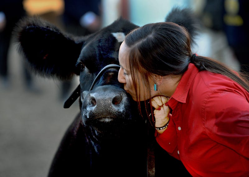 steer