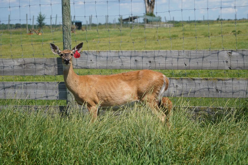 Deer With EHD Are Being Found In Ohio
