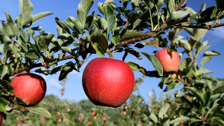 Apple orchards feeling economic pinch, meaning higher costs for some customers