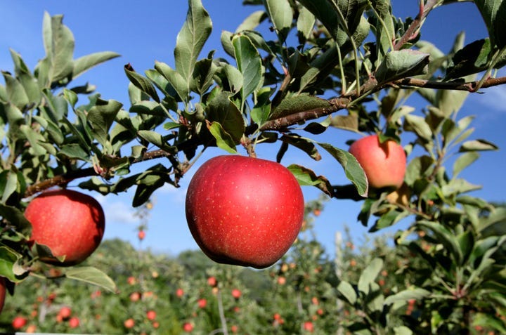 Apple orchard owners are charging more for some retail products this fall to offset costs.