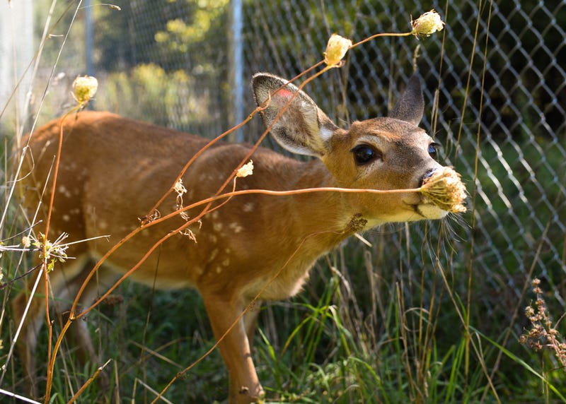 Westlake PD Save Fawn Stuck In Backyard Soccer Net