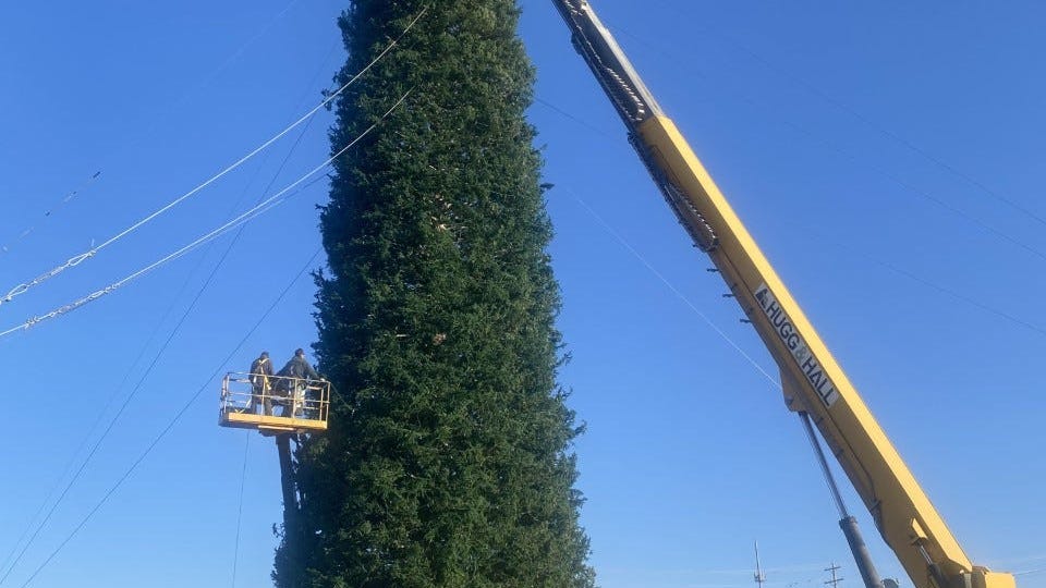 Lighting of 'world's largest fresh-cut Christmas tree' kicks off holiday season