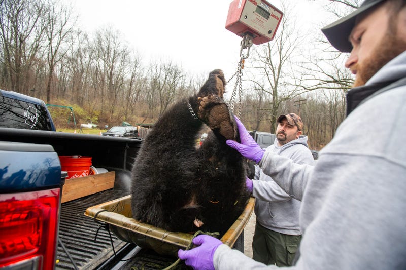 Biological information is gathered from a black bear from a hunter's truck during the New Jersey black bear hunt at the Whittingham Wildlife Management Area in Newton, NJ Wednesday, December 7, 2022