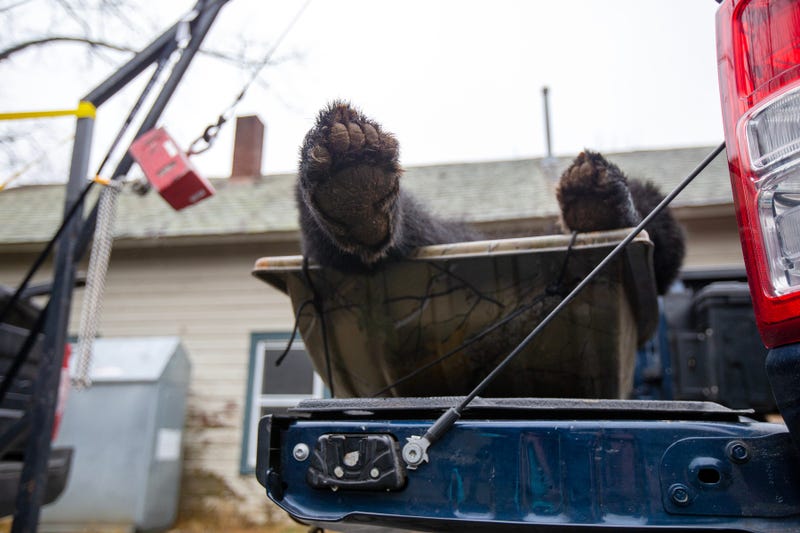 Biological information is gathered from a black bear from a hunter's truck during the New Jersey black bear hunt at the Whittingham Wildlife Management Area in Newton, NJ Wednesday, December 7, 2022.