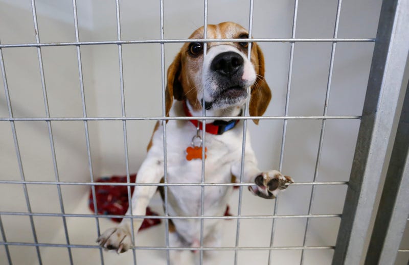 27 Beagles Arrive At Friendship APL From Lakewood