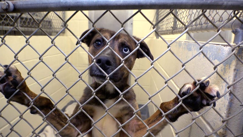 A pit bull. Not the specific one allegedly abused by Shatik Bennett.
